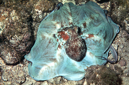 Image of Caribbean reef octopus