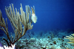 Image of Caribbean reef squid