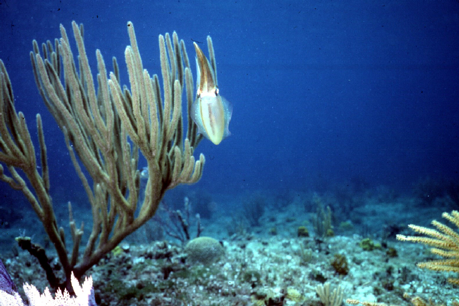 Image of Caribbean reef squid