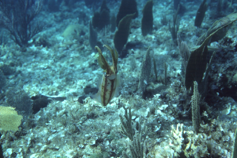 Image of Caribbean reef squid