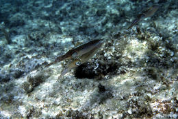 Image of Caribbean reef squid