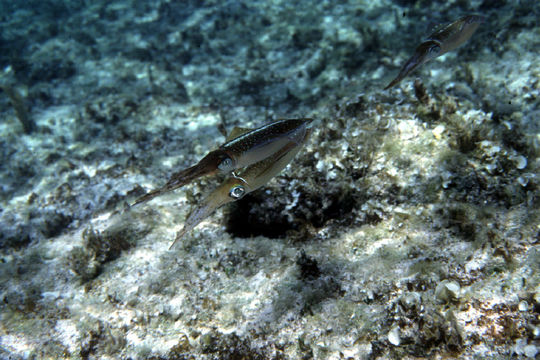 Image de Calmar de récif des Caraïbes