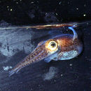 Image of Southern Bobtail Squid