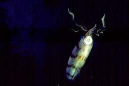 Image of Caribbean reef squid