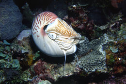 Image of chambered nautilus