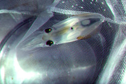 Image of Atlantic brief squid