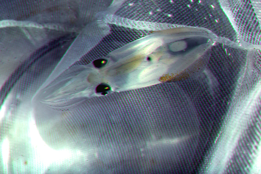 Image of Atlantic brief squid