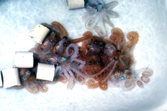 Image of Caribbean reef octopus