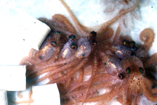 Image of Caribbean reef octopus