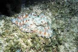 Image of Caribbean reef octopus