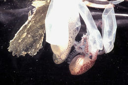 Image of Caribbean reef octopus