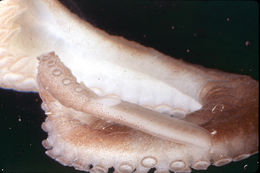 Image of Caribbean reef octopus