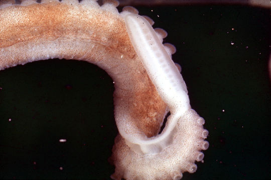 Image of Caribbean reef octopus