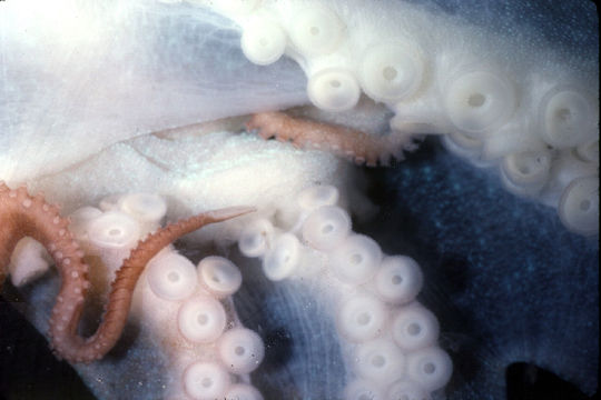 Image of Caribbean reef octopus