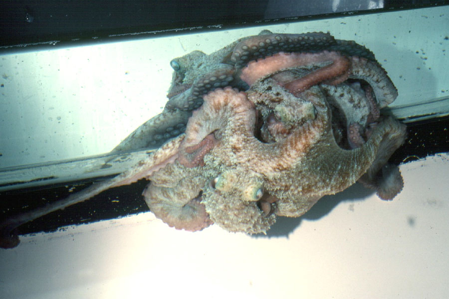 Image of Caribbean reef octopus