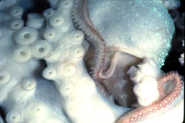 Image of Caribbean reef octopus