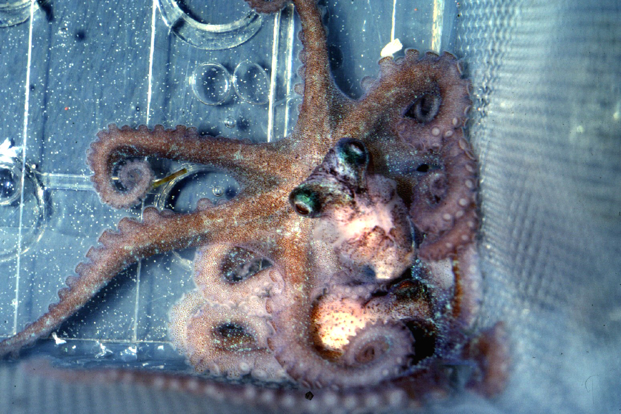 Image of Caribbean reef octopus