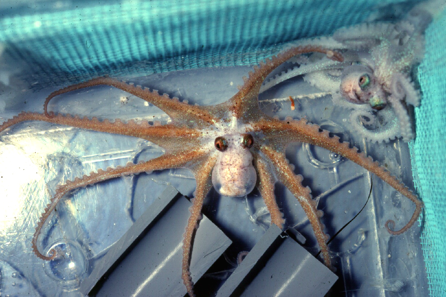 Image of Caribbean reef octopus