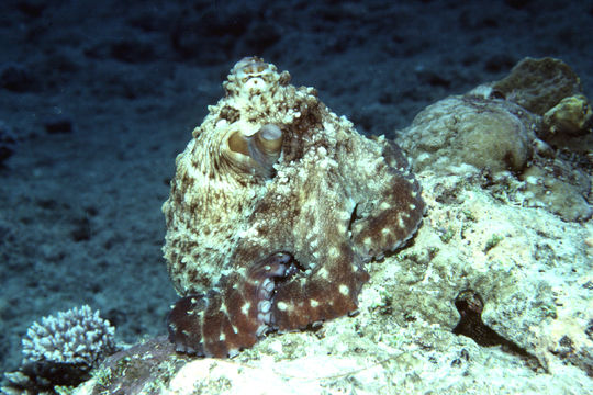 Image of Day octopus