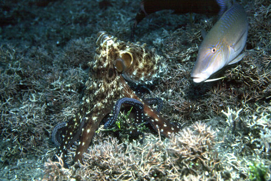 Image of Day octopus