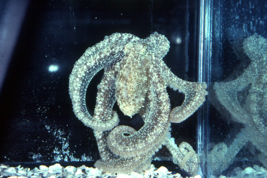 Image of <i>Octopus defilippi</i>