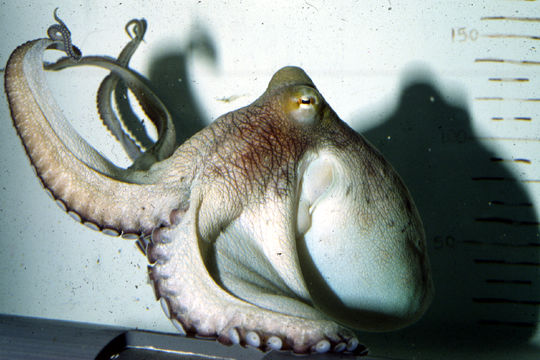 Image of Mexican four-eyed octopus