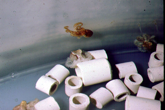 Image of Mexican four-eyed octopus