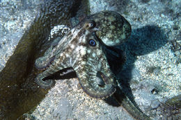 Image of California two-spot octopus