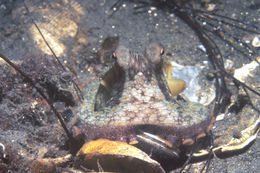 Image of California two-spot octopus