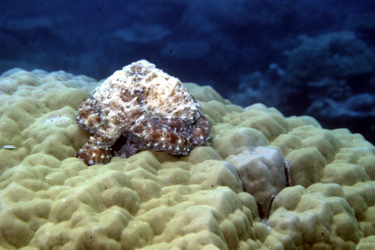 Image of Day octopus