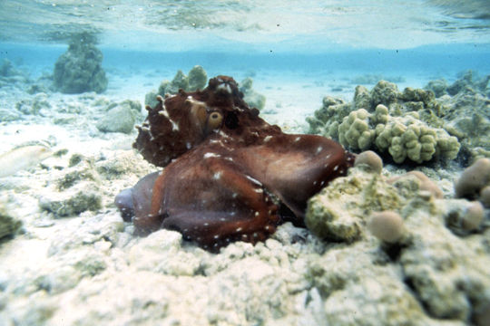 Image of Day octopus