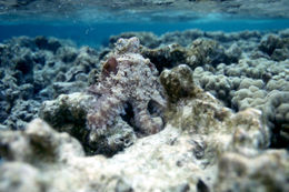 Image of Day octopus