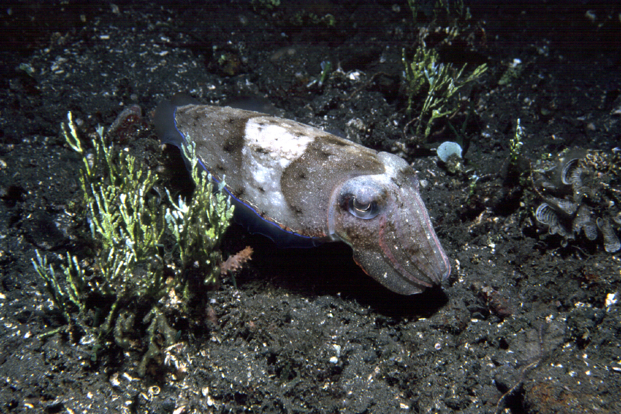 Image de Sepia aculeata Van Hasselt