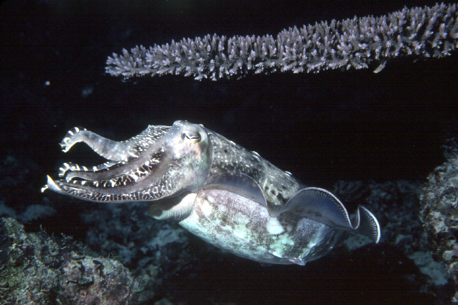 Image of Broadclub Cuttlefish