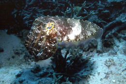 Image of Broadclub Cuttlefish