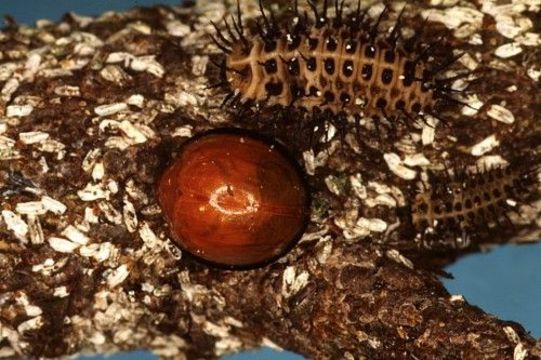 Image of Twice-stabbed Lady Beetles