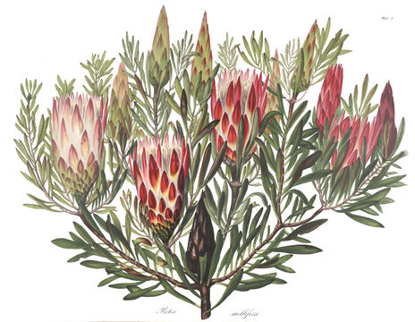 Image de Protea repens (L.) L.