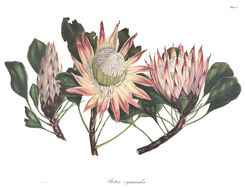 Imagem de Protea cynaroides (L.) L.