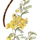 Слика од Senna polyphylla (Jacq.) H. S. Irwin & Barneby