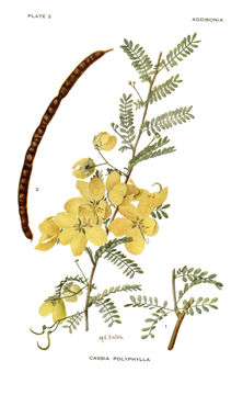 Senna polyphylla (Jacq.) H. S. Irwin & Barneby resmi