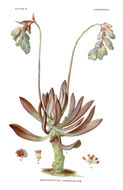 Image of Pachyphytum longifolium Rose