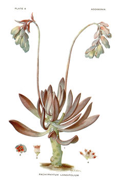 Image of Pachyphytum longifolium Rose