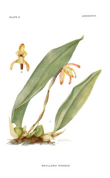 Maxillaria ringens Rchb. fil.的圖片