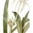 Image de Crinum americanum L.