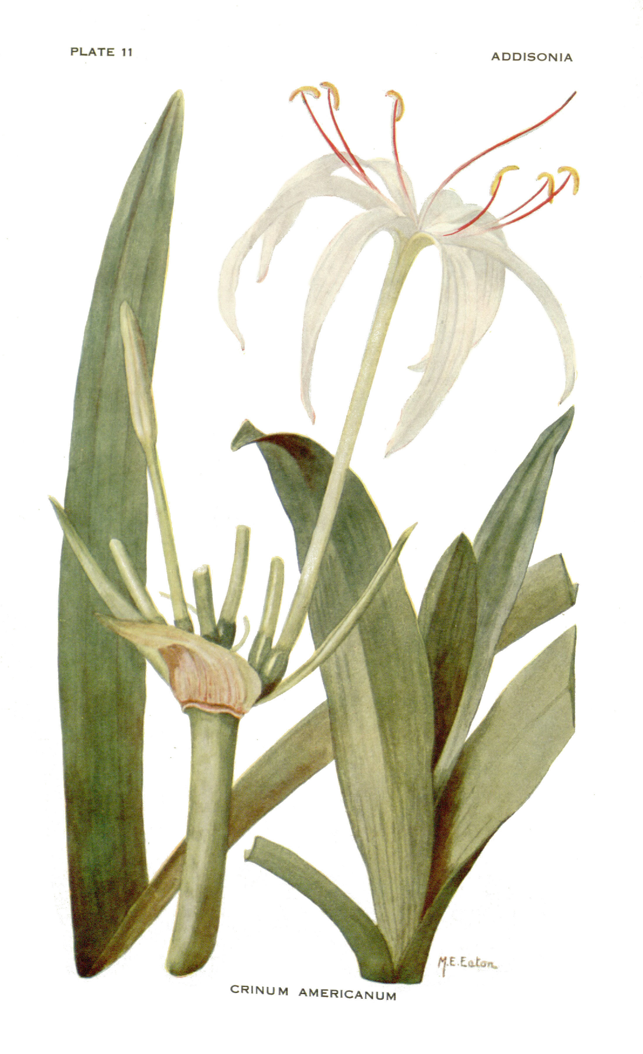 Image de Crinum americanum L.