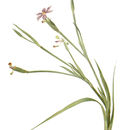 Image of blue-eyed grass