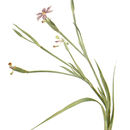 Sisyrinchium bermudiana L.的圖片