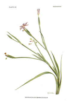 Sisyrinchium bermudiana L.的圖片