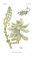 Image of Cremnophila nutans Rose