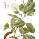 Image of Pithecolobium Guadolupense